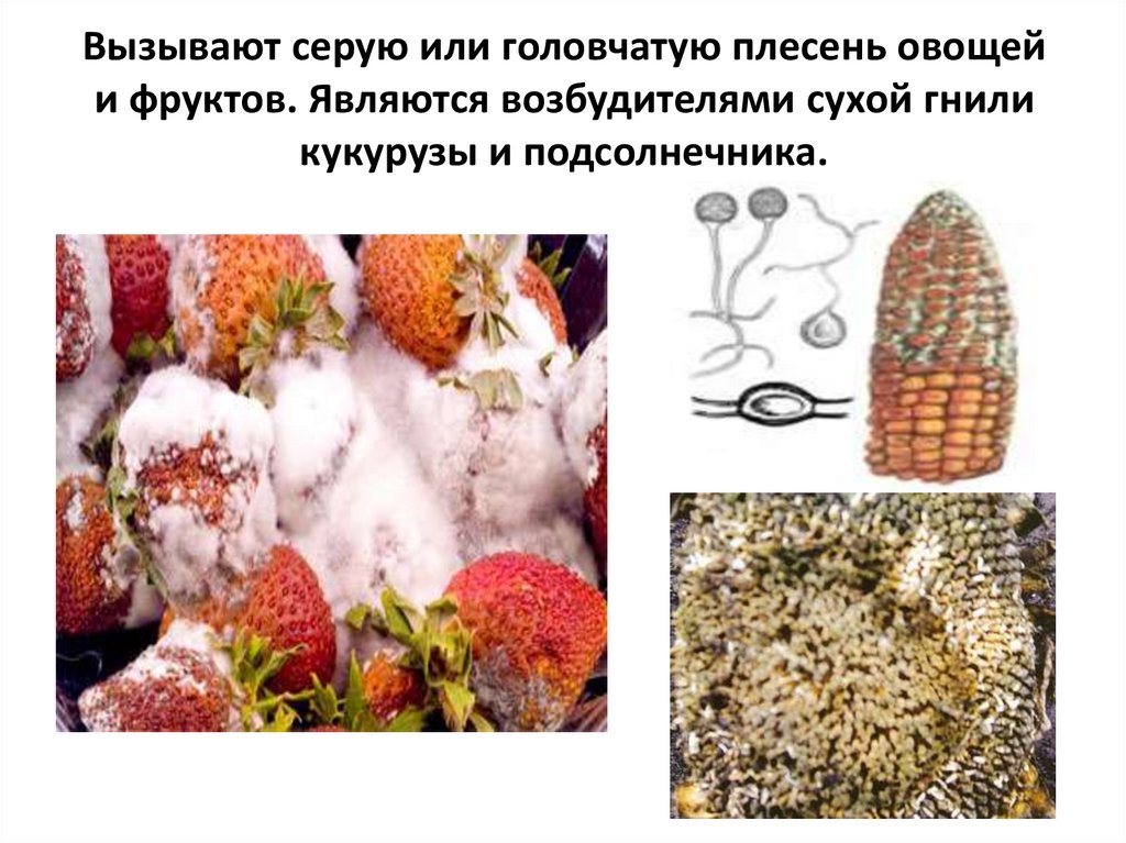 Вызывают серую или головчатую плесень овощей и фруктов. Являются возбудителями сухой гнили кукурузы и подсолнечника.