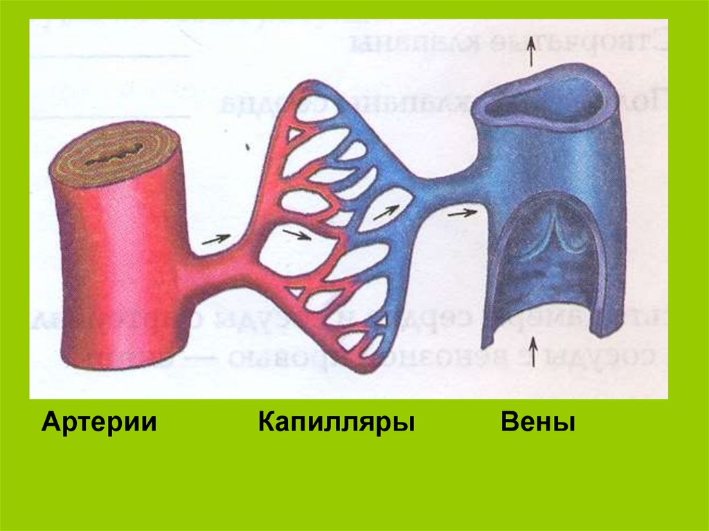 Артерия и вена рисунок. Сосуды артерии вены капилляры. Рисунок артерии вены и капилляры. Строение артерий и вен рисунок.