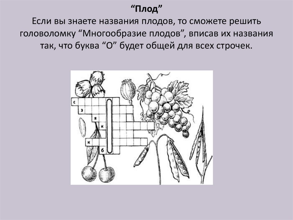 Тест ответами биология плод