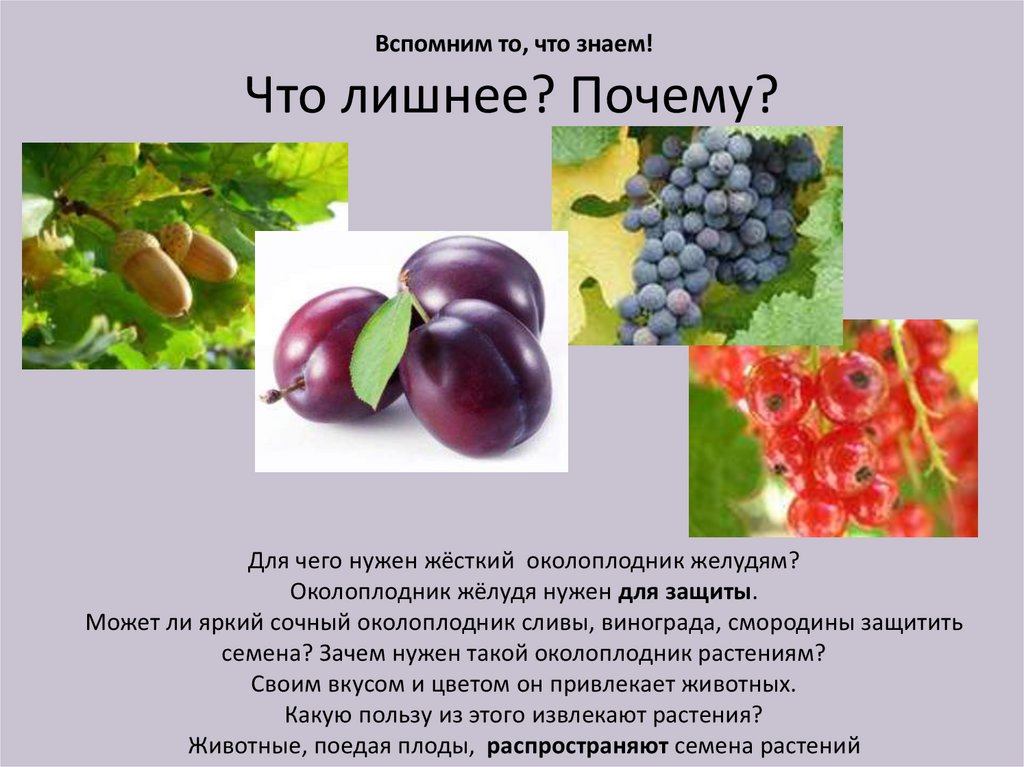 Околоплодник сладкого перца. Как распространяется плод ягода. У каких растений семена покрыты околоплодником фото. Вирус растение животное что лишнее и почему. Какие животные принимают участие в распространении плодов.