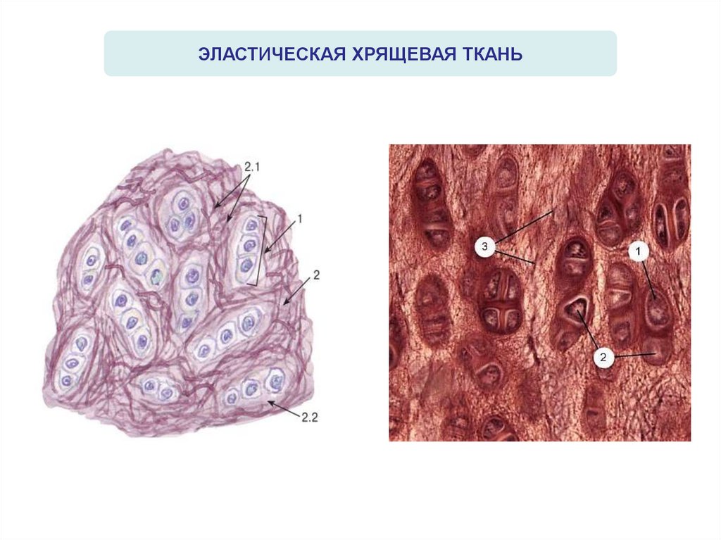 Какая ткань изображена на картинке хрящевые ткани