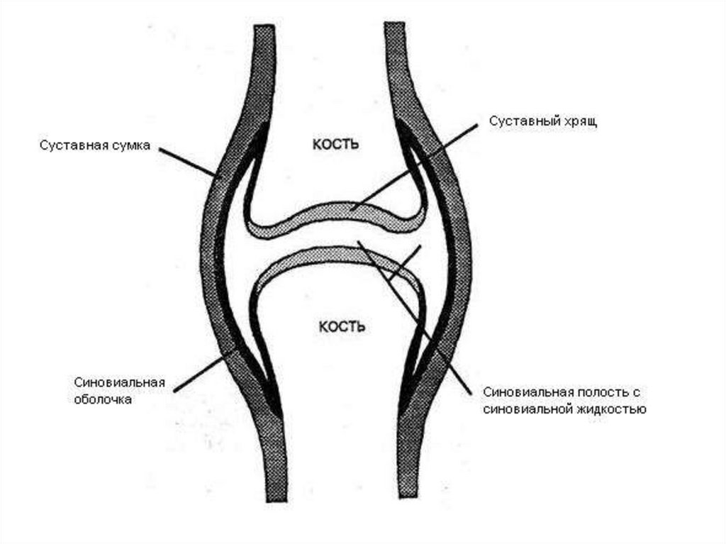 Ткань сустава. Суставная сумка строение. Схема строения сустава человека. Схематическое строение сустава. Схема строения коленного сустава.