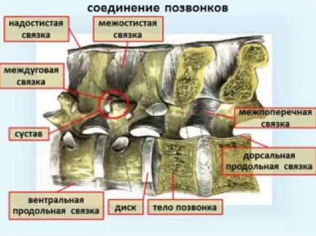 Соединения позвоночника суставы. Соединение позвонков анатомия животных. Соединение костей связками. Дорсальная продольная связка у животных. Соединение позвонков анатомия человека.