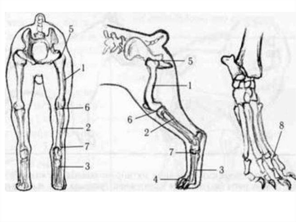 Плюсна анатомия собаки лапа. Анатомия костей скакательного сустава собаки. Кости задней конечности собаки. Строение задних конечностей собаки. Строение лапок