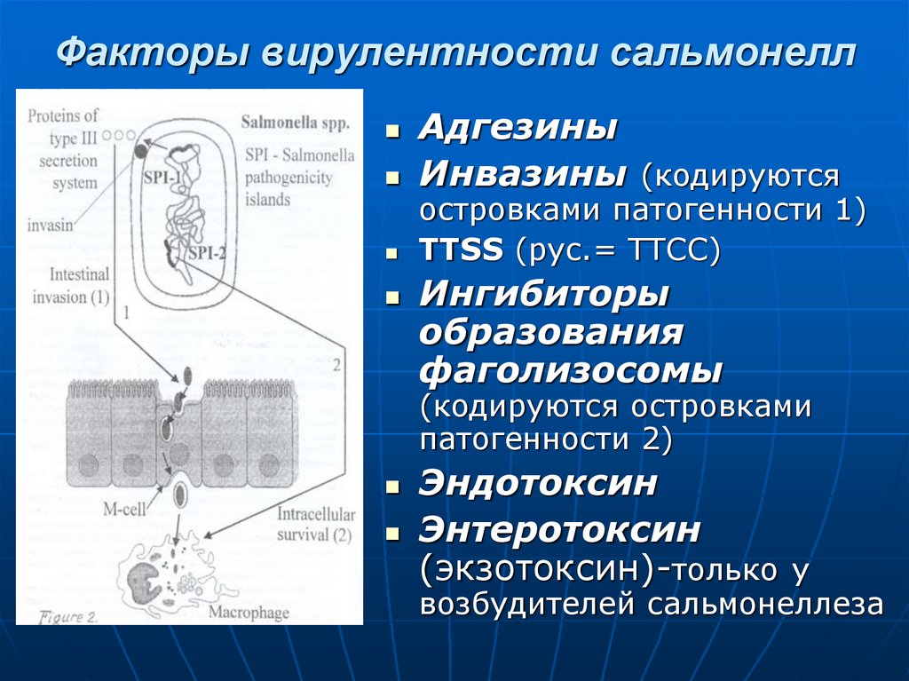 Фаголизосома