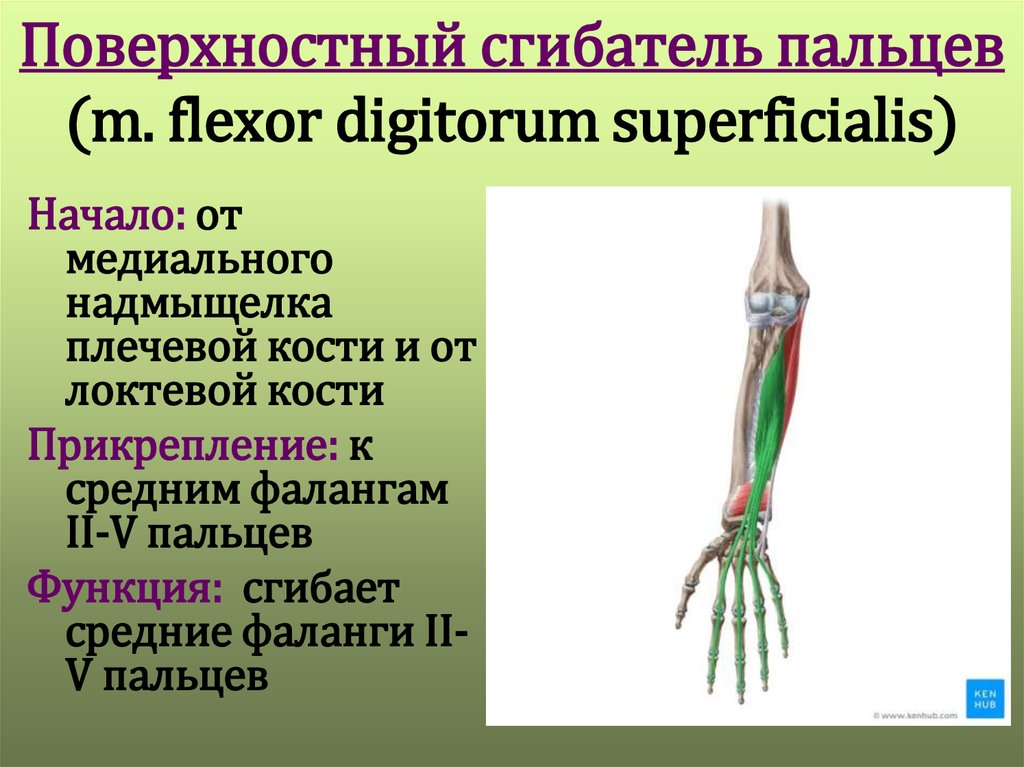 Сгибатель латынь. Поверхностный сгибатель пальцев мышца функции. Поверхностный сгибатель пальцев кисти. Поверхностный сгибатель пальцев m. Flexor digitorum superficialis. Длинный сгибатель большого пальца кисти m. Flexor pollicis Longus.