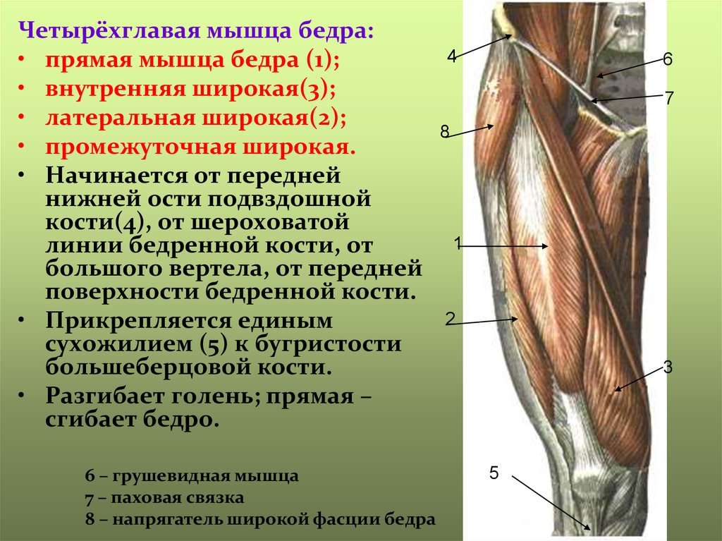 Прямая мышца где. Промежуточная головка четырехглавой мышцы бедра. Мышцы бедра передняя группа четырехглавая мышца бедра. Четырехглавая мышца бедра анатомия функции. Головки четырехглавой мышцы бедра.