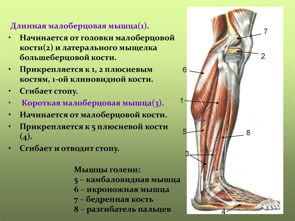 Груберов канал. Верхний мышечно малоберцовый канал. Мышцы нижней конечности. Мышцы нижней конечности анатомия. Поверхностные мышцы нижней конечности.