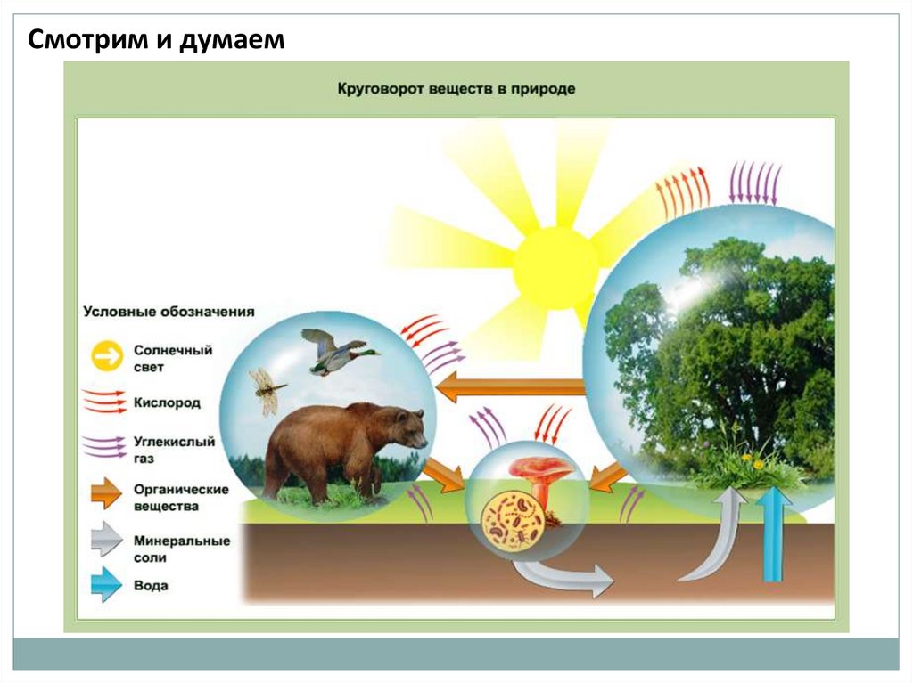 Проект по естествознанию 4 класс