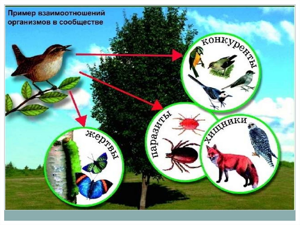 Взаимосвязи организмов и окружающей среды 9 класс проект