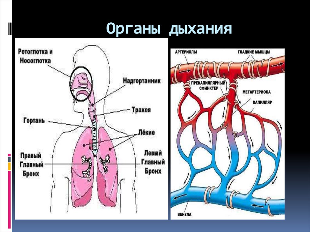 Легочные клетки