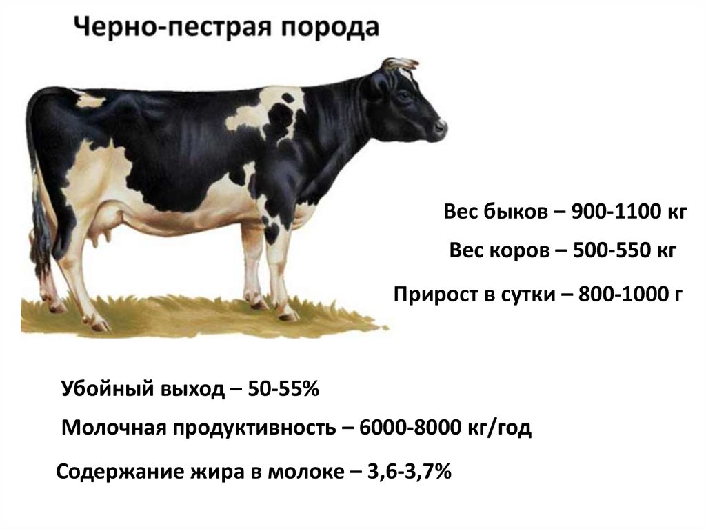 Сколько растет корова. Вес коровы голштинской породы. Черно-пестрая порода коров. Средний вес коровы. Вес молочной коровы в среднем.