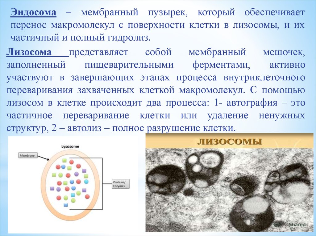 Лизосомы расщепление биополимеров. Строение структура лизосомы. Эндосома. Эндосомы и лизосомы. Лизосомы функции.
