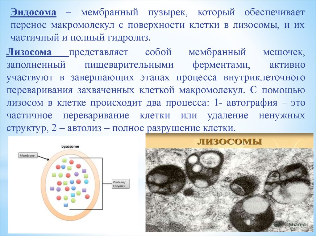 Лизосомы расщепление биополимеров