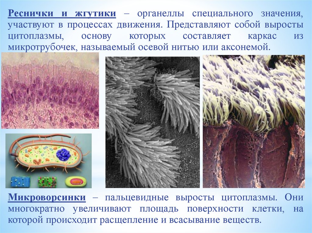 Реснички функции. Реснички жгутики микроворсинки. Клеточный органеллы реснички. Специальные органеллы реснички функции. Реснички и жгутики органеллы.
