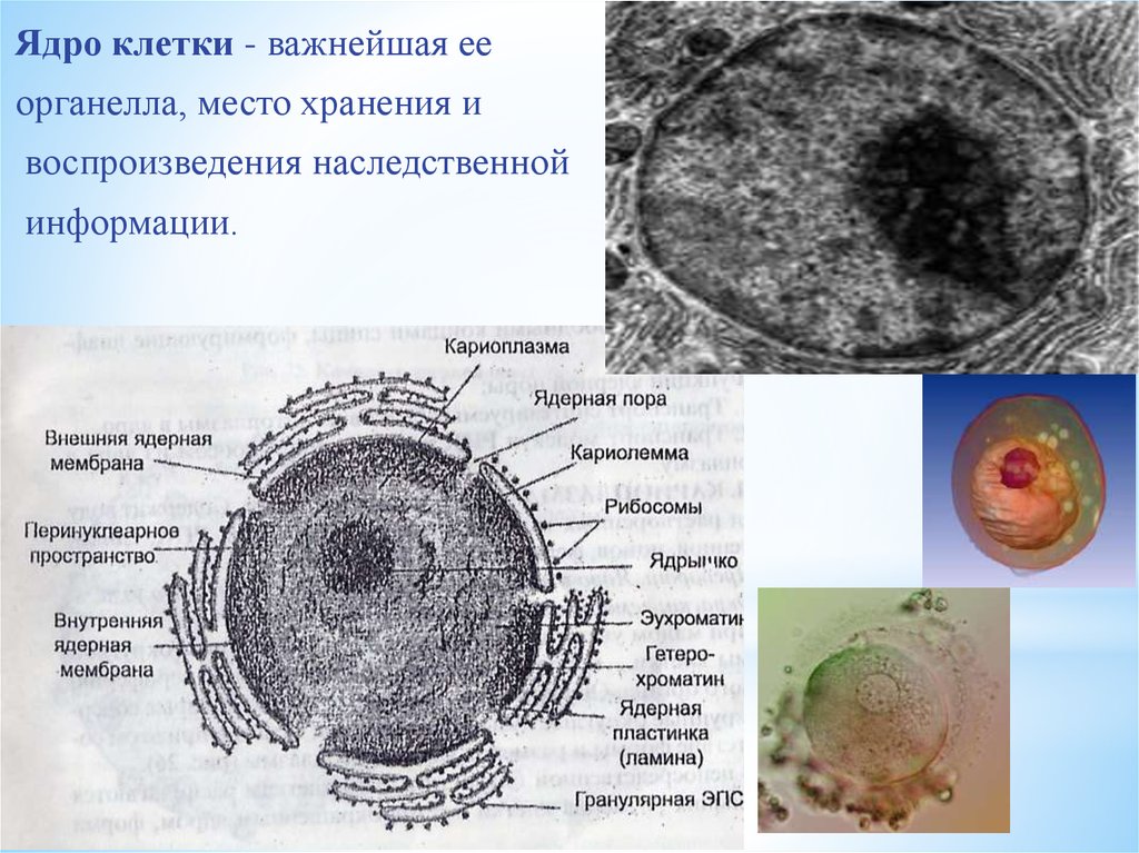 В какой части клетки расположено ядро. Клеточное ядро строение органоида. Ядрышко органоид клетки. Строение ядра животной клетки. Строение органоида ядро.