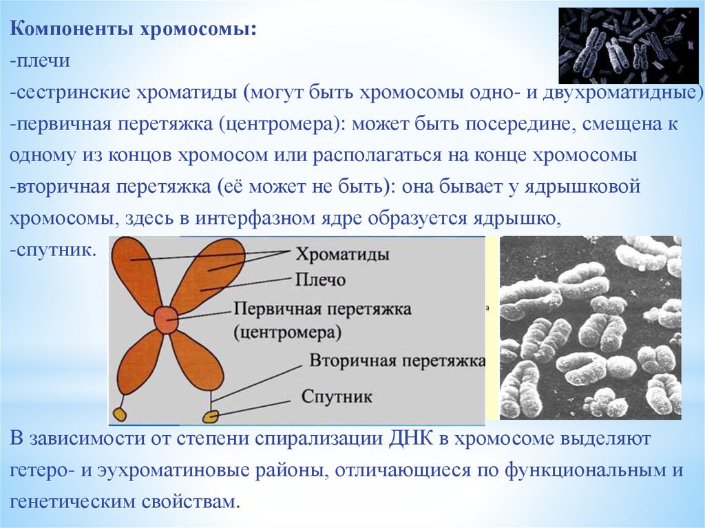 Образование двухроматидных хромосом спирализация хромосом. Плечи хромосом это хроматиды. Компоненты хромосомы. Сестринские хроматиды. Хромосома и хроматида.