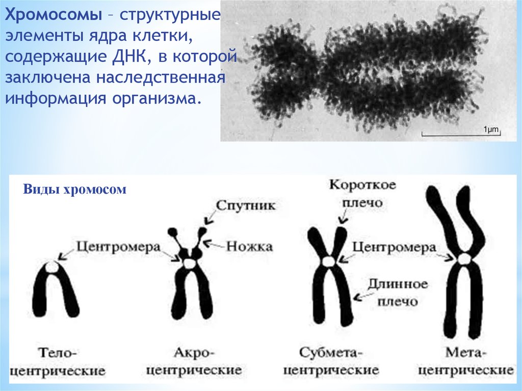 Внутреннее строение хромосом. Строение хромосомы. Хромосома схема. Структурные элементы хромосом. Структурные компоненты хромосом.