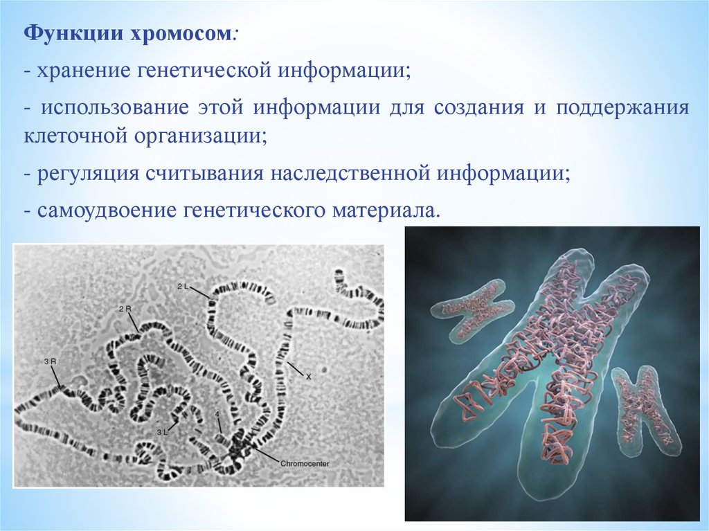 Наследственный материал хромосомы. Функции хромосом. Хранение наследственной информации хромосомы. Строение и функции хромосом ДНК носитель наследственной информации.