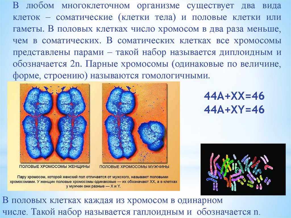 В половых клетках любого организма. Хромосомы в соматических клетках. Половые клетки хромосомы. Соматические и половые хромосомы.