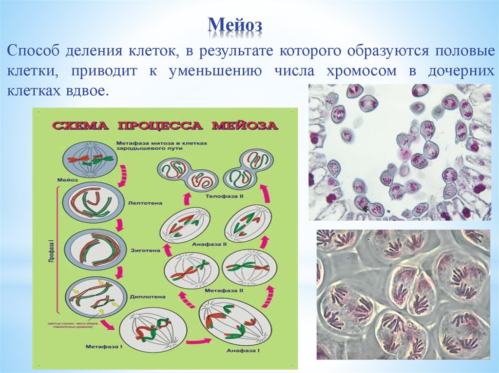 3 способа деления клетки. Способы деления клеток мейоз. Мейоз это способ деления. Мейоз деление половых клеток. Способы делениялктеки.