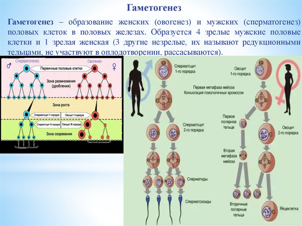 1 половые клетки мужские. Гаметогенез метафаза 1. Гаметогенез сперматозоиды. Гаметогенез 11 класс. Образование половых клеток гаметогенез таблица.