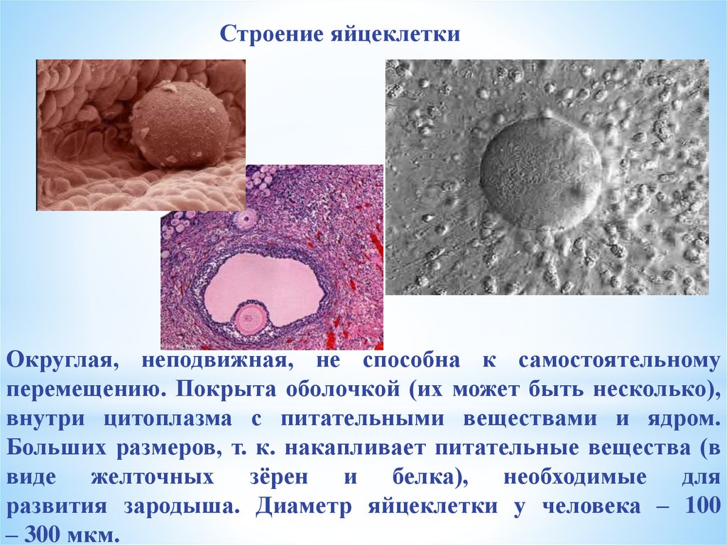 Оплодотворенная яйцеклетка называется. Оболочки яйцеклетки человека. Строение яйцеклетки человека. Яйцеклетки способны к движению. Яйцеклетка способна к самостоятельному передвижению.