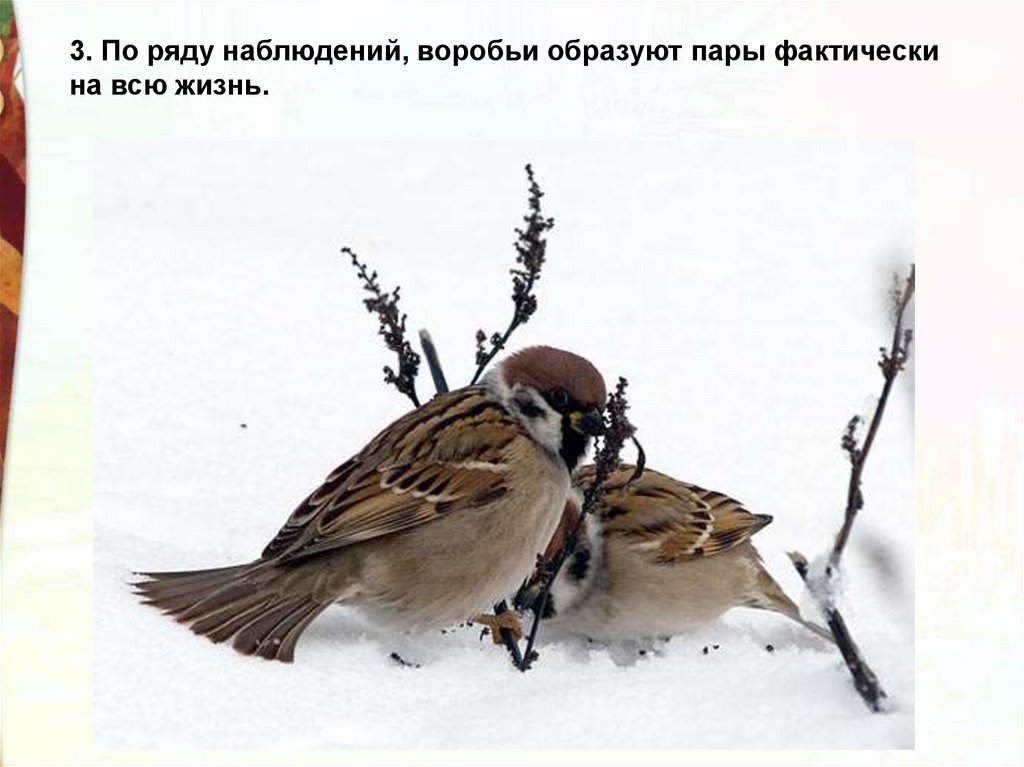 Слово ее воробей. Слово не Воробей. Слово Воробей вылетит не поймаешь. Поймал воробья. Слово Воробей.