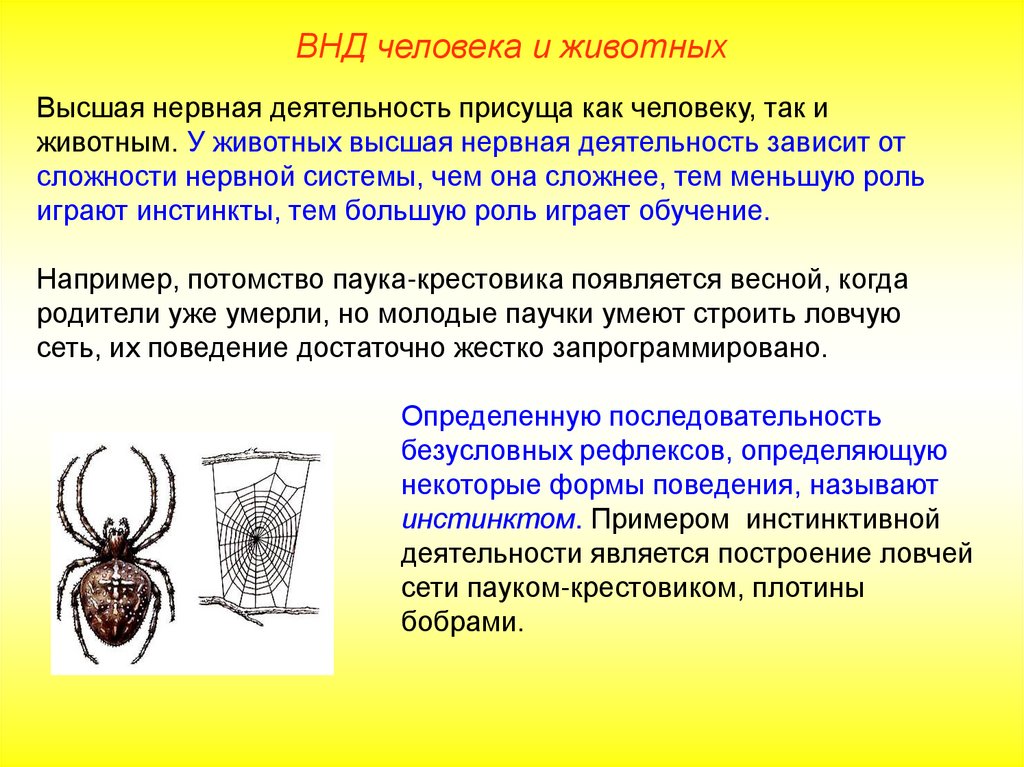 Презентация на тему высоко. Высшей нервной деятельностью называют сложный и взаимосвязанный.