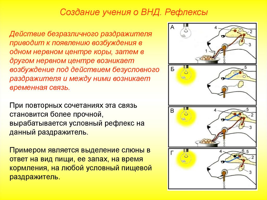 Учение о внд 8 класс презентация