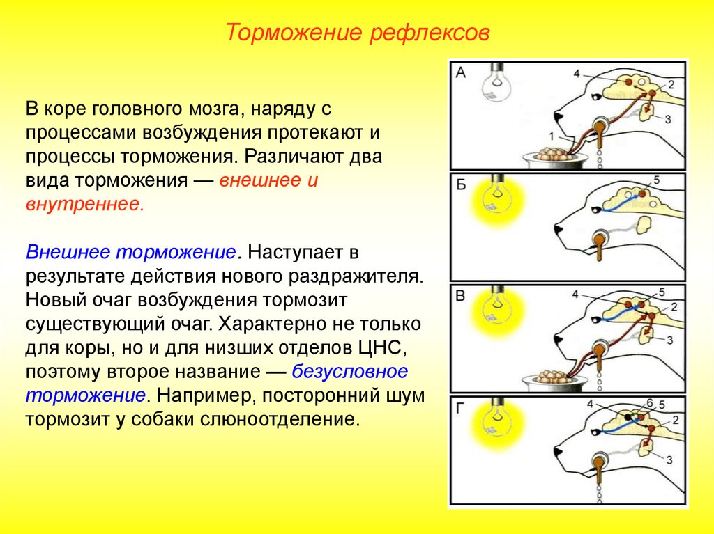 Проект высшая нервная деятельность