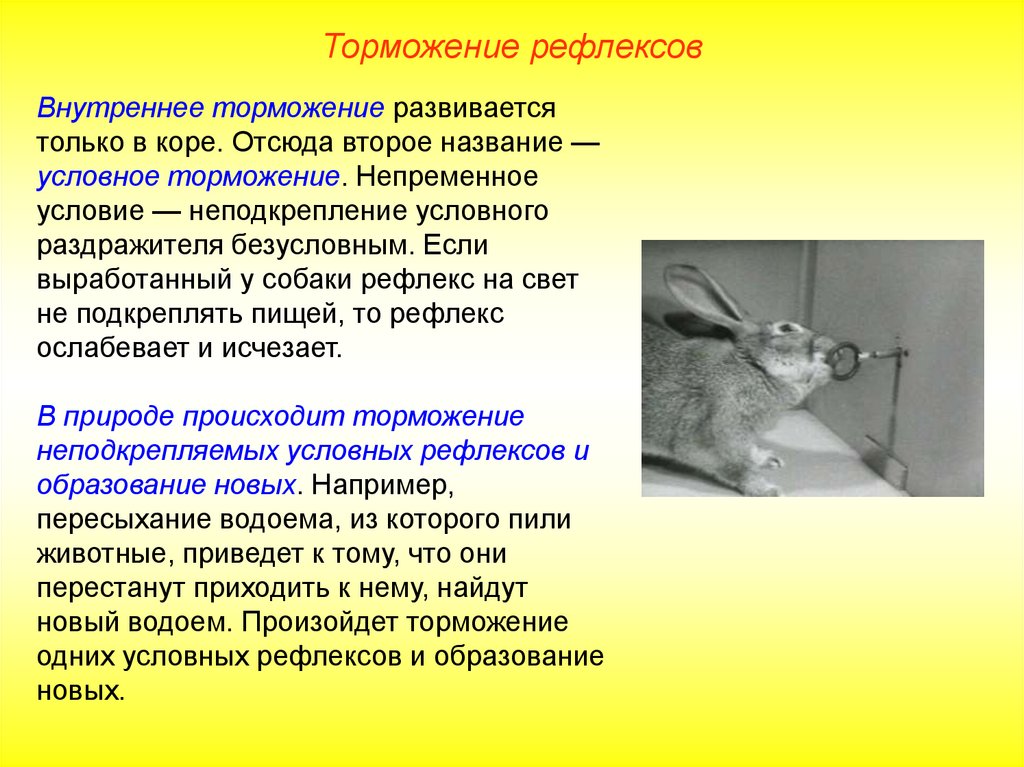 Назовите виды торможения условных рефлексов. Механизм внешнего торможения условного рефлекса. Внешнее и внутреннее торможение условных рефлексов. Внешнее торможение условных рефлексов. Внутреннее торможение примеры.