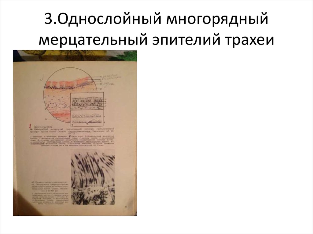 3.Однослойный многорядный мерцательный эпителий трахеи
