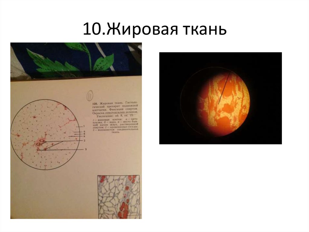 10.Жировая ткань