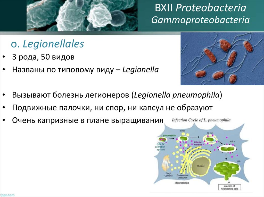 Легионеллез презентация инфекционные болезни