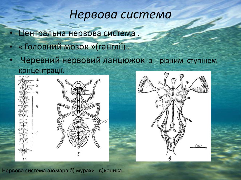 План эволюции членистоногих. Членистоногие размножение. Членистоногие оплодотворение.