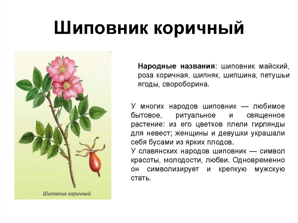 Известно что шиповник обыкновенный дикорастущее растение