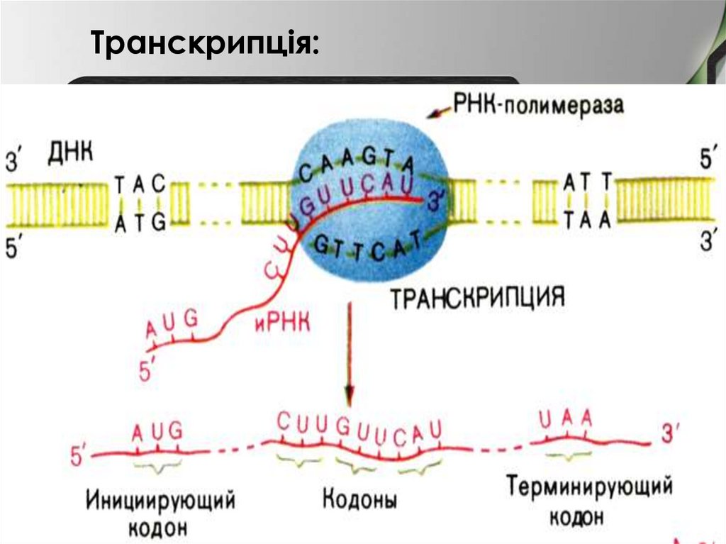 Рнк полимераза участвует. Транскрипция ДНК. Транскрипция ДНК-полимераза. Транскрипция ДНК этапы. ДНК полимераза участвует в процессе транскрипции.