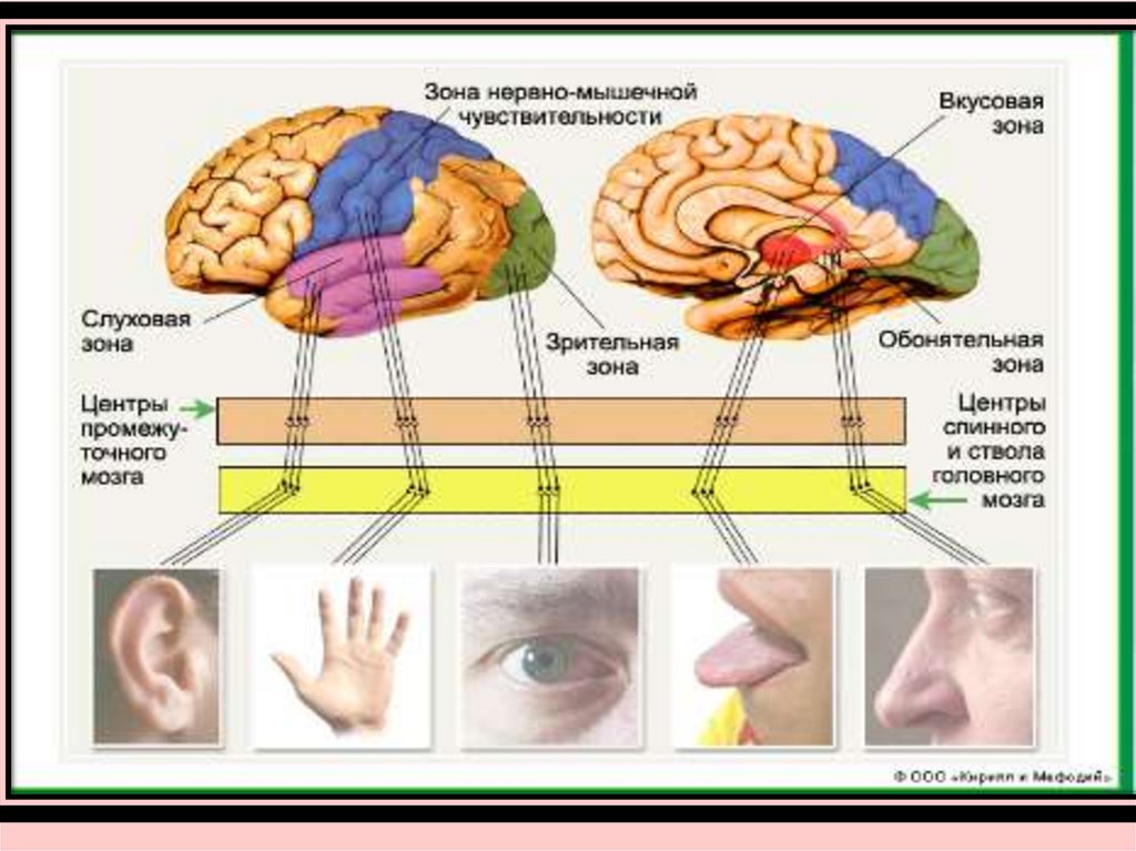 Отделы мозга обоняние. Сенсорная система анализатора человека строение. Сенсорная система анатомия органы чувств. Отдел головного мозга осязательного анализатора. Анализаторы органы чувств анатомия человека.