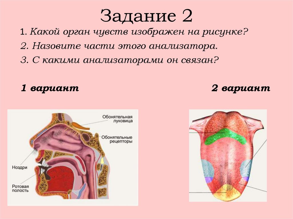 Вкусовой анализатор мозг