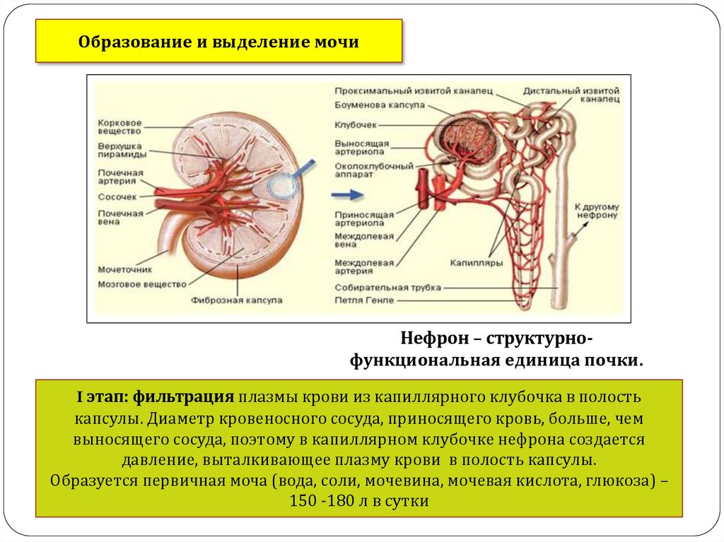 Инсуффлятор CO2 Endomed Premium