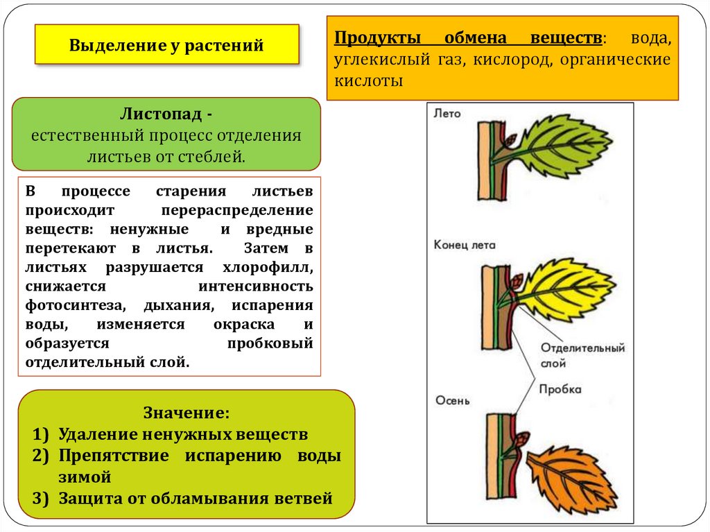 Одновременно в листьях осуществляется процесс