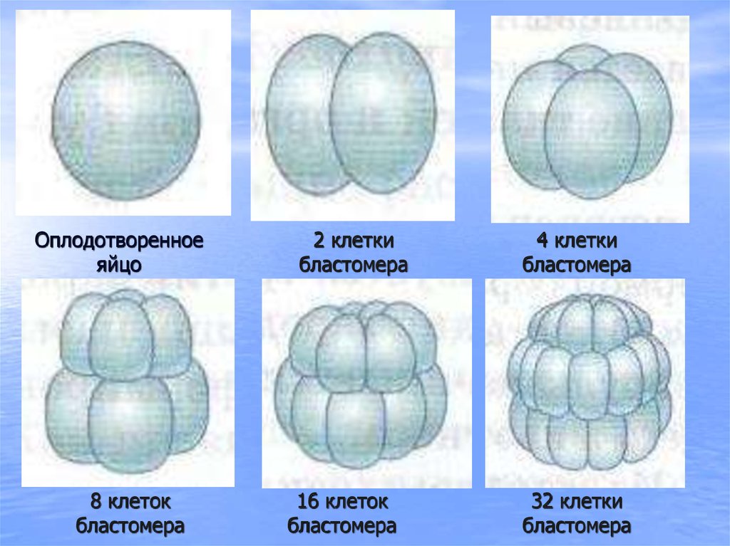 Дробление зиготы рисунок