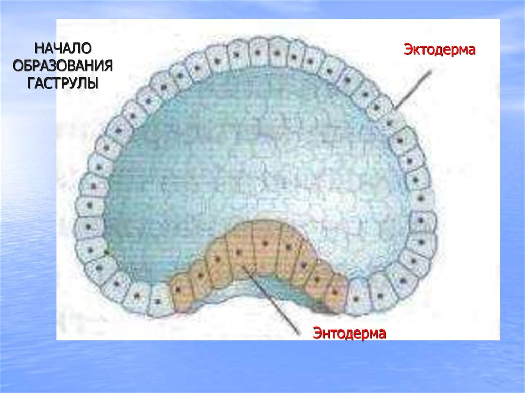 Начало образования. Гаструла эктодерма. Образование и строение гаструлы. Полость гаструлы. Гаструла эктодерма энтодерма.