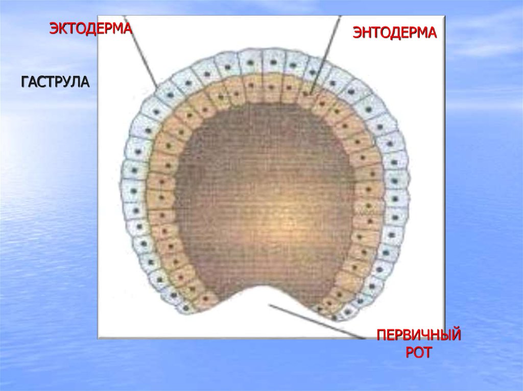 Энтодерма на рисунке