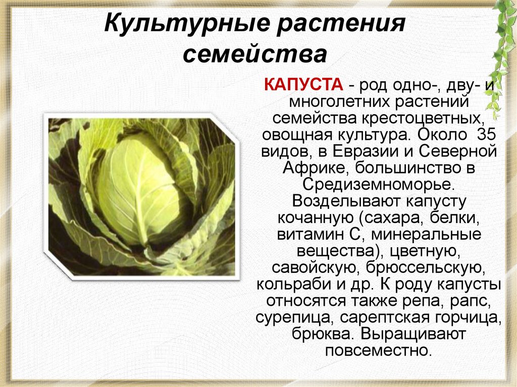 Примеры растений относящихся к капустным