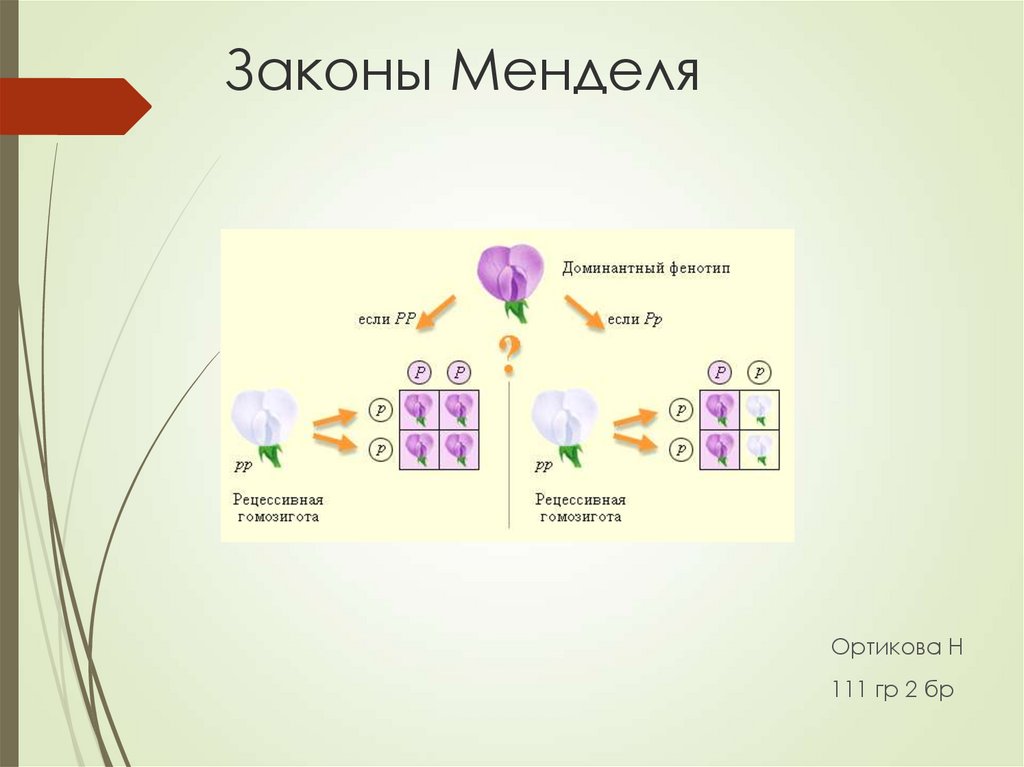 3 закон менделя презентация