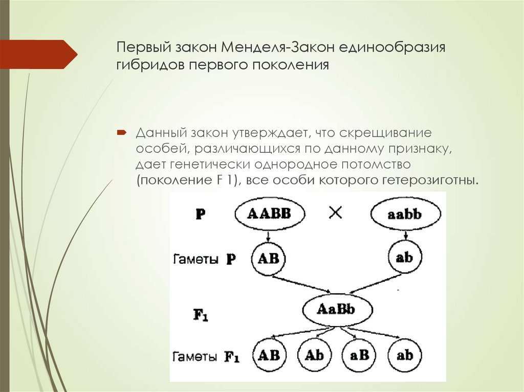 Презентация по законам менделя