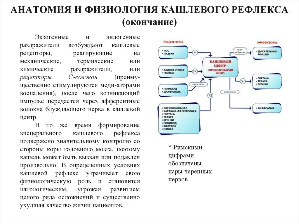 Схема кашлевого рефлекса