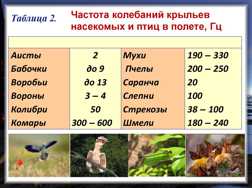 Сколько скорость птицы. Частота колебаний крыльев птицы. Таблица колебаний крыльев насекомых. Скорость насекомых таблица. Частота колебаний.